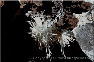 Aragonite Flower