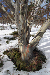 Snow Gum - Snowy River