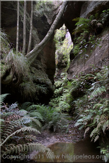 Bowens Creek South Branch