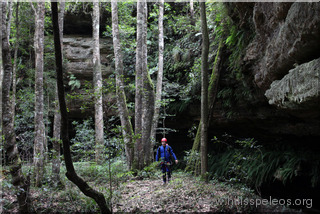 Coachwood forest in Bowens Creek South Branch Canyon