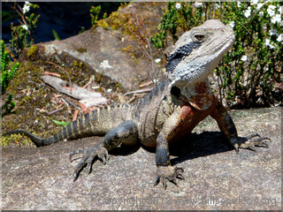 Water Dragon on the Wollangambe River