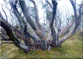 Snowgum near Mawsons Hut