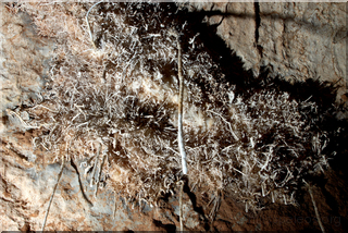Helictite Chamber, Spider Cave 2009