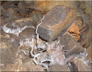 Questing helictite - Spider Cave 2009