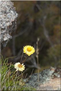 Flowers on Donkey Mountain
