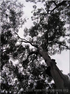 Blue Gum
