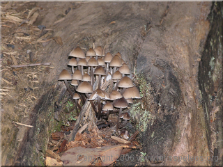 Forest Fungi