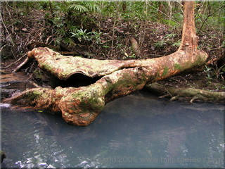Low section near Zoe Bay - Hinchinbrook Island