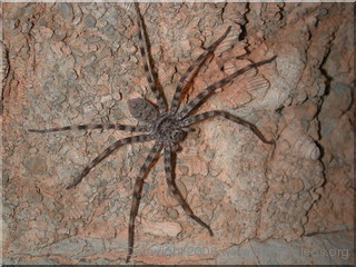 Wildlife - Piano Cave - Chillagoe