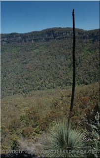 Xanthorea flower spike