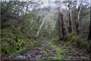 Creek near Limeburners Flat