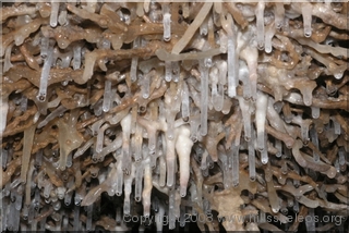 Murder Cave - Cliefden NSW